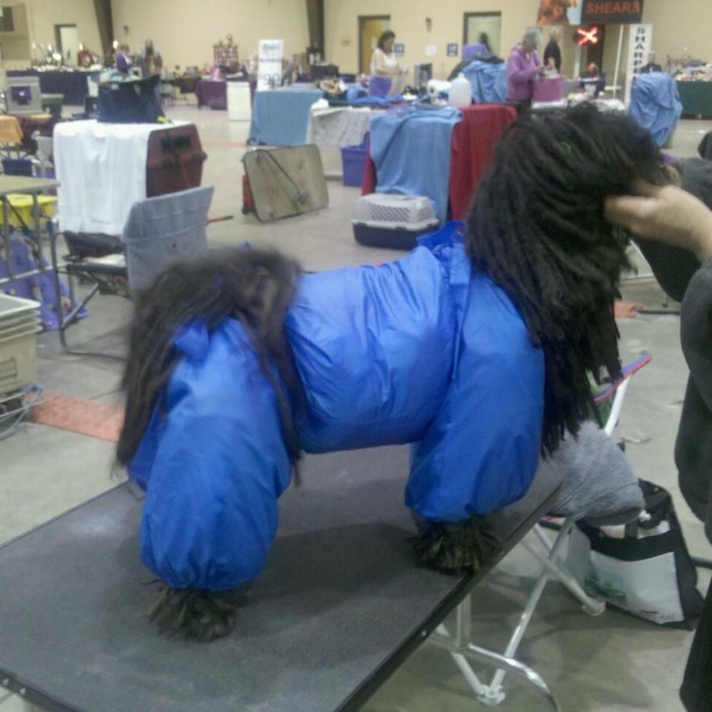 Meet your Posher, Deb